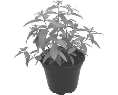 Zitronenstrauch Pflanze im Topf