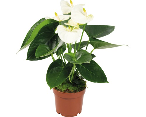 Flamingoblume/ Anthurie FloraSelf Anthurium andreanum 'Sierra' H 40 cm Ø 12 cm Topf Anthurie im Topf mit weißen Blüten