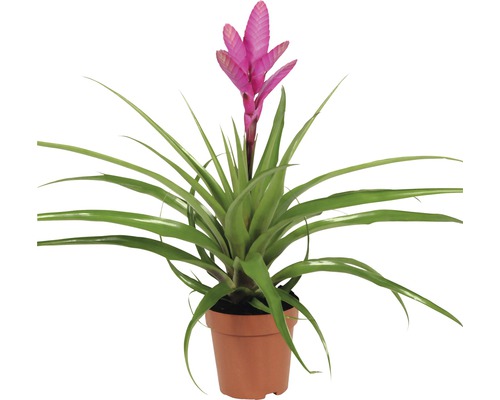 Tillandie, Luftnelke FloraSelf Tillandsia Hybride 'Antonio' H 40-50 cm Ø 12 cm Topf Guzmania Zimmerpflanze im Topf