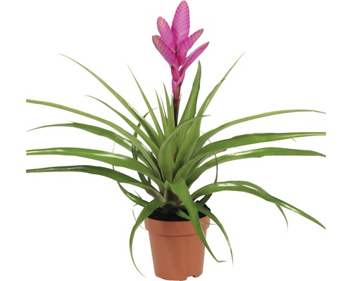 Tillandie, Luftnelke FloraSelf Tillandsia Hybride 'Antonio' H 40-50 cm Ø 12 cm Topf-0