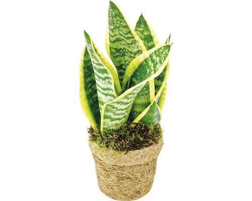 Kokodama FloraSelf Sansevieria laurentii pot de 13 cm