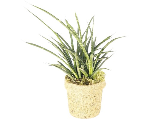 Kokodama Bogenhanf FloraSelf Sansevieria 'Fernwood Punk' H 25-30 cm Ø 13 cm Topf Sansevieria Pflanze im Topf
