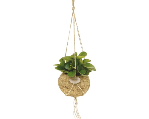Kokodama Peperomie, Zwergpfeffer FloraSelf Peperomia H 25-30 cm Ø 15 cm Topf Hängepflanze in Kokosnussschale mit Seilaufhängung
