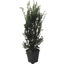 If cultivé en pot comme plante de jardin