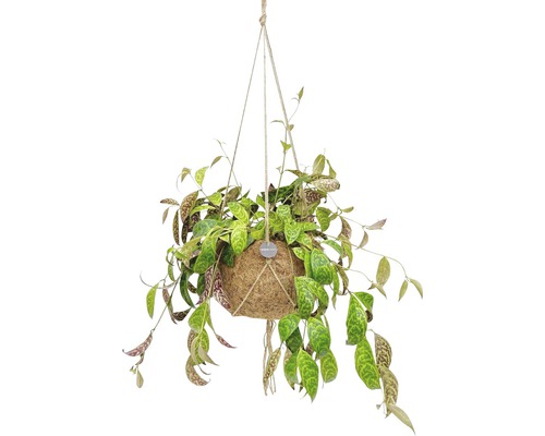 Suspension Kokodama aeschynanthes FloraSelf Aeschynanthus h 40-45 cm pot Ø 25 cm Plante suspendue dans une coquille de noix de coco avec suspension par corde