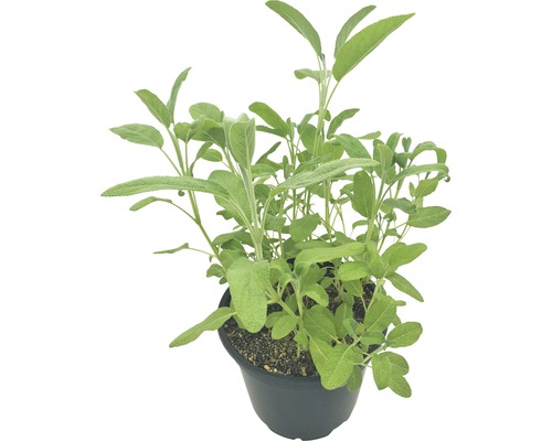 Salbei Pflanze im Topf