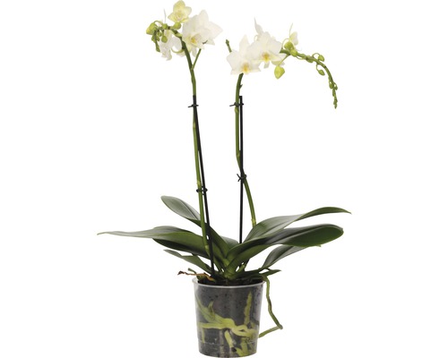 Orchidée papillon FloraSelf Phalaenopsis-Cultivars multiflora h 30-40 cm pot Ø 9 cm blanc