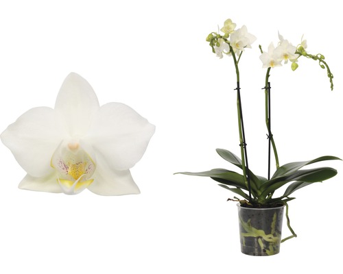 Orchidée blanche en pot