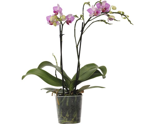 Orchidée dans un pot transparent