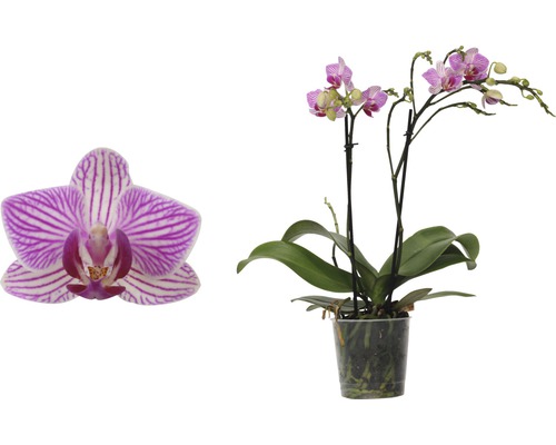 Orchidée papillon FloraSelf Phalaenopsis-Cultivars multiflora h 30-40 cm pot Ø 9 cm rose