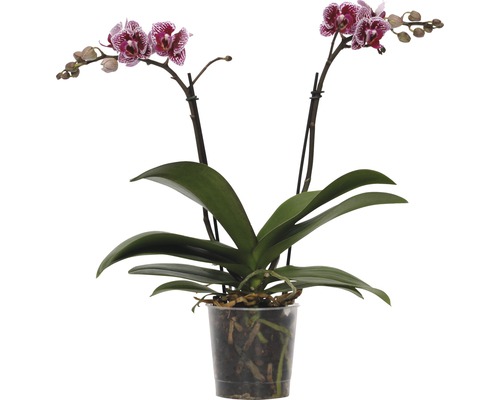 Orchidée en pot avec fleurs à motifs