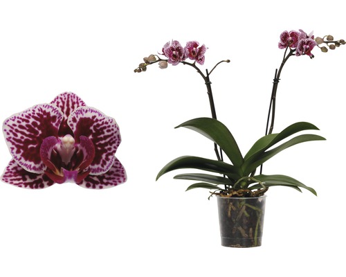 Orchidée papillon FloraSelf Phalaenopsis-Cultivars multiflora h 30-40 cm pot Ø 9 cm bicolore