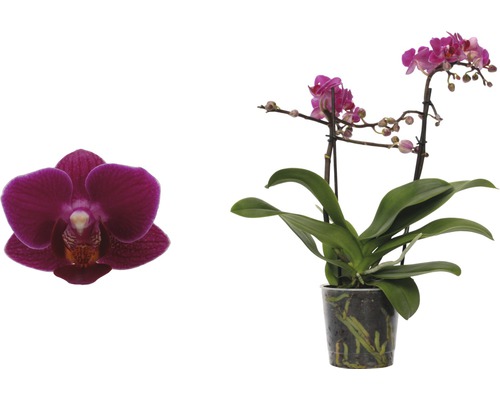 Phalaenopsis Orchidée avec fleur en pot