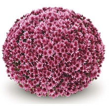 Chrysanthème en boule avec de nombreuses fleurs