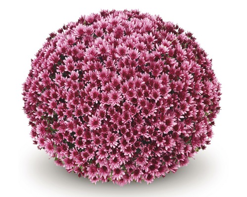 Chrysanthème en boule avec de nombreuses fleurs