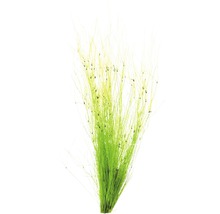Regenschirmsimse - Eleocharis vivipara im Topf