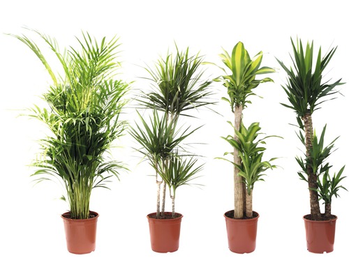 Verschiedene Zimmerpflanzen in Töpfen