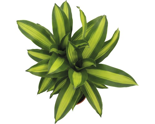 Drachenbaum Zimmerpflanze mit gestreiften Blättern von oben