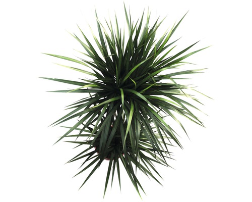 Draufsicht einer Zimmerpflanze mit langen, spitzen Blättern