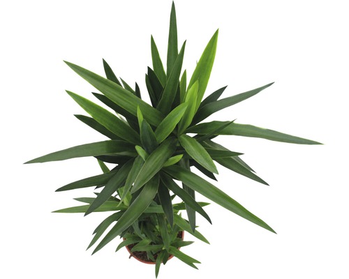 Draufsicht einer Zimmerpflanze mit langen, spitzen Blättern im Topf