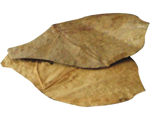 Deux feuilles de badamier