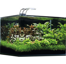 Aquarium aménagé avec plantes aquatiques et éclairage