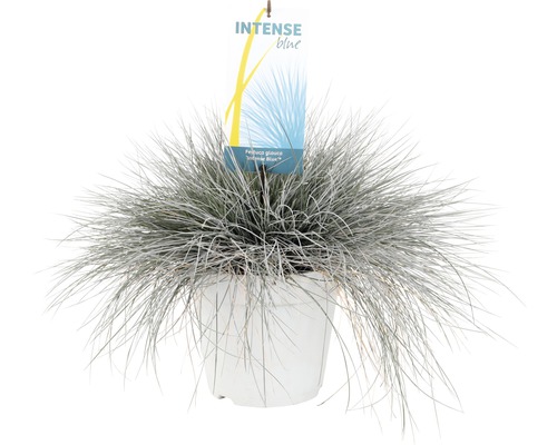 Blaugras ''Intense Blue'' im Topf