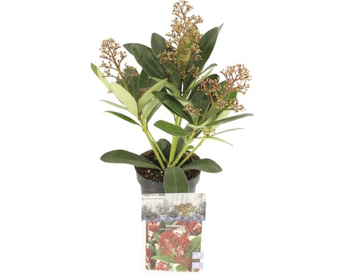 Skimmia du Japon FloraSelf Skimmia japonica "Rubella" 6 à 9 ombelles h 10-20 cm pot 0,5 l