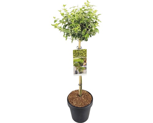 Euonymus japonica Microphyllus Albovariegatus en pot sur tige