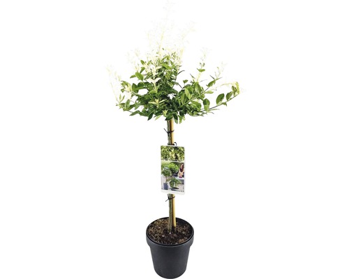 Troène panaché cultivé en pot