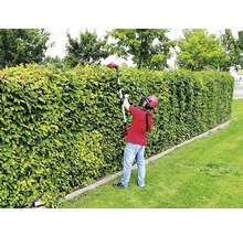 Mann schneidet Hecke mit einer Heckenschere.