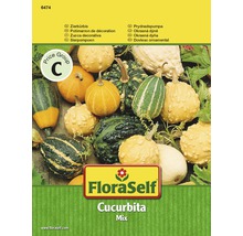 Courge d'ornement FloraSelf semences non-hybrides semences de légumes-thumb-0