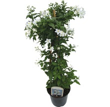 Im Topf wachsender Sternjasmin mit Rankhilfe