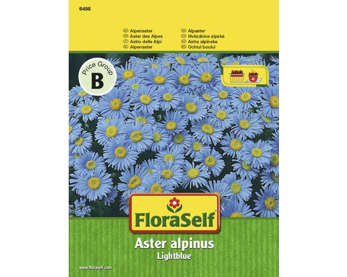 Aster des Alpes ‘Lightblue‘ FloraSelf semences non-hybrides graines de fleurs