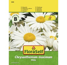 Marguerite 'White' FloraSelf semences non-hybrides graines de fleurs-thumb-0
