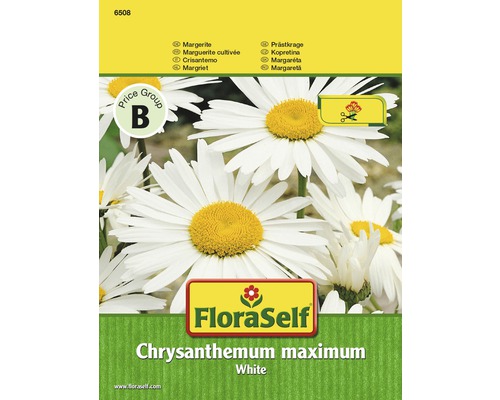 Marguerite 'White' FloraSelf semences non-hybrides graines de fleurs-0