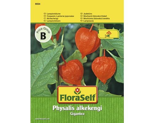 Physalis alkékenge lanterne 'Gigantea' FloraSelf semences non-hybrides graines de fleurs