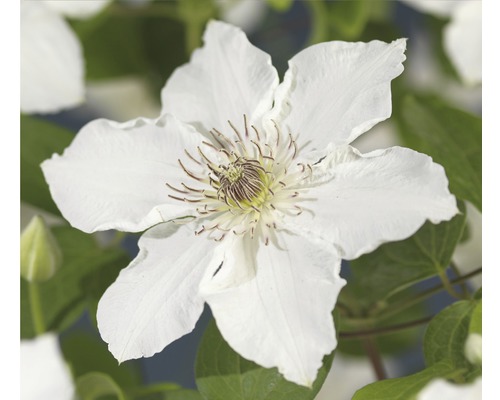 Clématite FloraSelf Clematis-Cultivars 'Destiny' H env. 90 cm pot 2,3 l beaucoup de boutons de fleurs