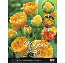 Paquet de bulbes de tulipes de l''espèce ''Sunlover'', fleur de pivoine, 12/+