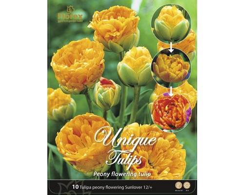 Blumenzwiebeln Tulpen 'Unique Sunlover' gelb 10 Stk