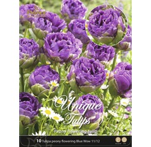 Paquet de dix tulipes doubles Blue Wow 11/12