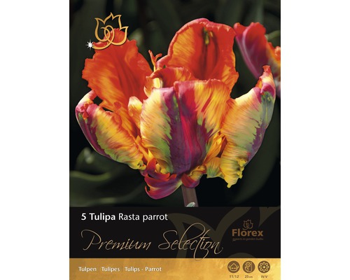 Blumenzwiebeln Premium Tulpen 'Rasta Parrot' rot 5 Stk