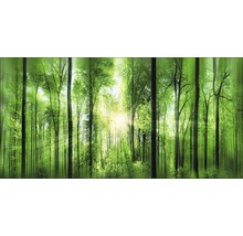 Heller Wald mit Bäumen