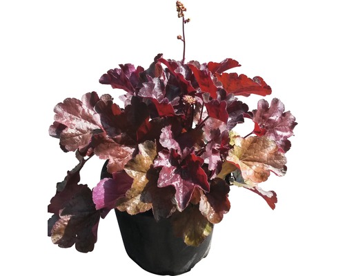 Heuchère pourpre FloraSelf Heuchera micrantha 'Palace Purple' h 20-40 cm Co 3 l