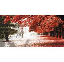 Herbstliche Parklandschaft mit Bäumen und Laub