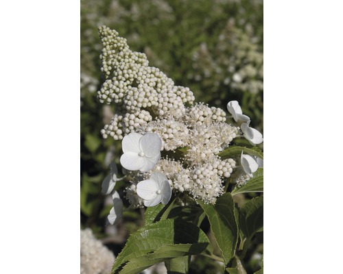 Rispenhortensie Halbstamm Hydrangea paniculata 'Kyushu' H 125-150 cm Co 18 L Rispenhortensie mit weißen Blüten