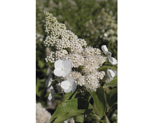 Hortensia paniculé demi-tige Hydrangea paniculata 'Kyushu' h 125-150 cm Co 18 l