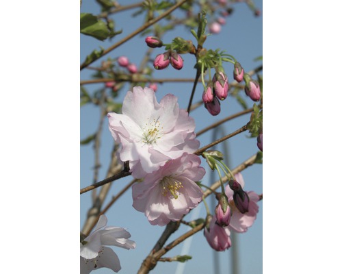 Cerisier du Japon Prunus Hybrida 'Accolade' H 125-150 cm Co 18 l