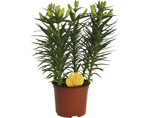 Lis en pot avec boutons floraux et feuilles
