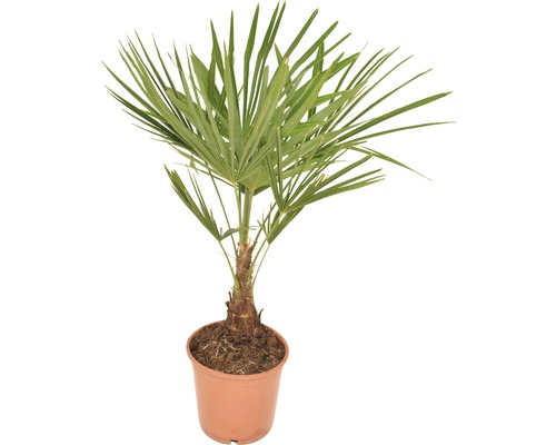 Palmier chanvre FloraSelf Trachycarpus fortunei H 50-60 cm pot Ø 20 cm